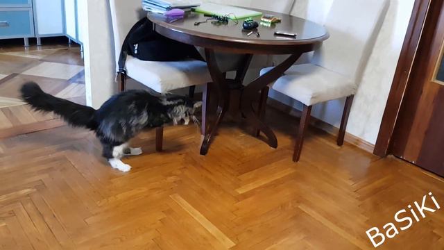 Котенок Мейн-Кун приносит игрушки / Funny cats and kitten Maine Coon смотреть онлайн
