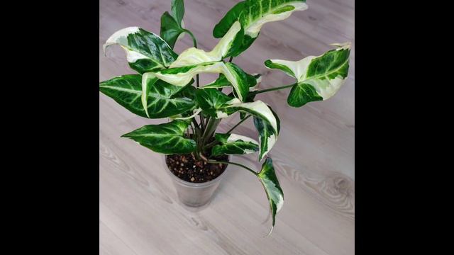 сингониум т 25. смотреть онлайн