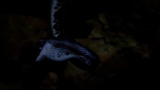 Snakes hunting and eating bats in a cave (in the jungle) :) смотреть онлайн