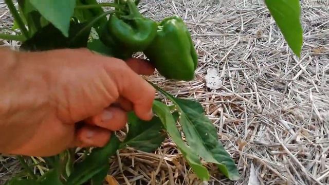 Evolucion y recolecta en mi HUERTO ECOLOGICO смотреть онлайн