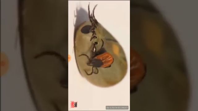Что нужно делать если укусил клещ??? смотреть онлайн