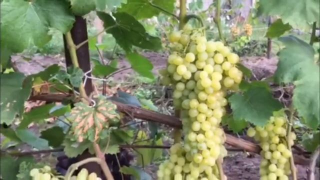 Виноград "Кишмиш Цитронный" смотреть онлайн