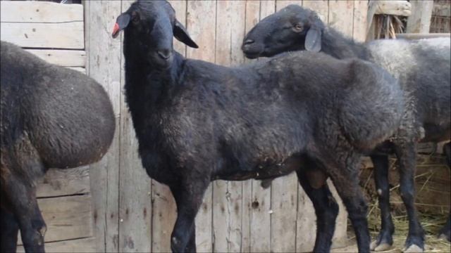 Откорм овец на мясо в домашних условиях | Овцеводство | Животносодство | Овцы | Ягнятина смотреть онлайн