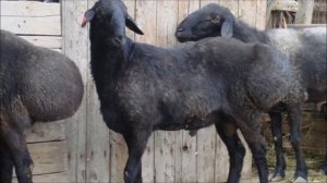 Откорм овец на мясо в домашних условиях | Овцеводство | Животносодство | Овцы | Ягнятина