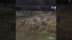 Охота на гуся с профилями.Душа поёт))).