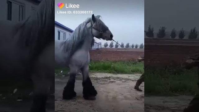 Самый огромный лошад ? смотреть онлайн