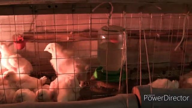 БРОЙЛЕРЫ... 35-й день//КОНЕЦ БЛИЗОК... смотреть онлайн