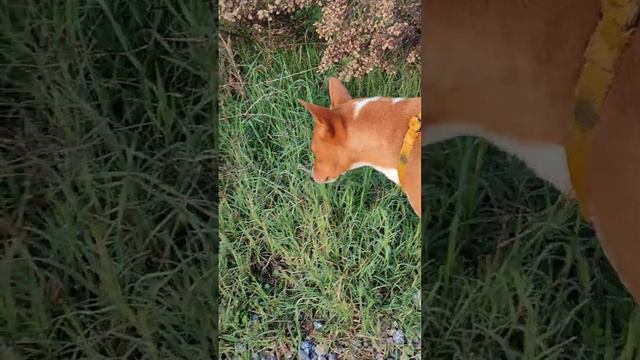 Боб🐶🐾 вегетарианец 🌿🌱😸 смотреть онлайн