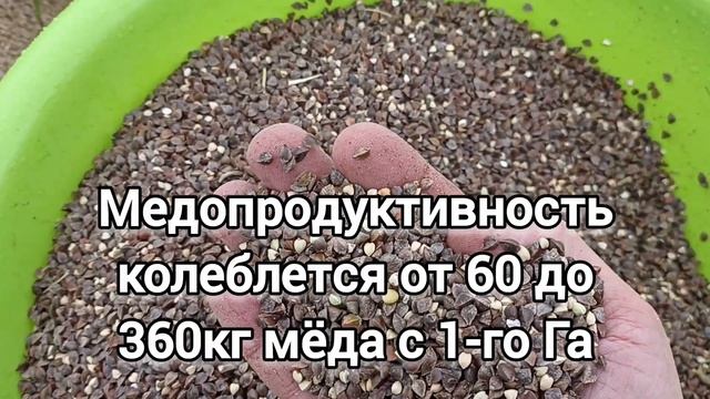 Посев медоноса, сидерата, лучше навоза. ФАЦЕЛИЯ, ГРЕЧИХА, АМАРАНТ. смотреть онлайн