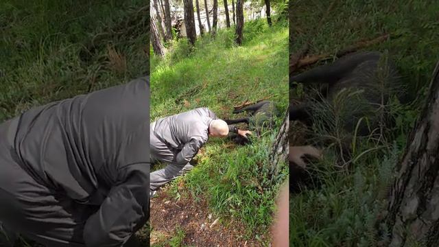 Бои без правил Канарский дог - Дон Диего смотреть онлайн