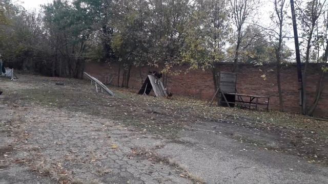 Малинуа и Востарь.Полоса препятствий. смотреть онлайн