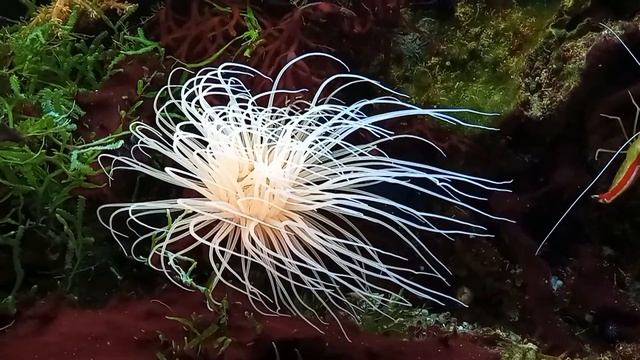 Креветки Lysmata amboinensis, Анемоновые рыбы Amphiprion ocellaris и Актинии Ceriantharia смотреть онлайн