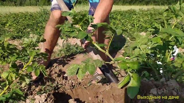 Пробная копка картофеля. смотреть онлайн