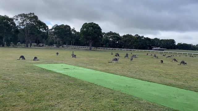 Стадо диких кенгуру, Австралия смотреть онлайн