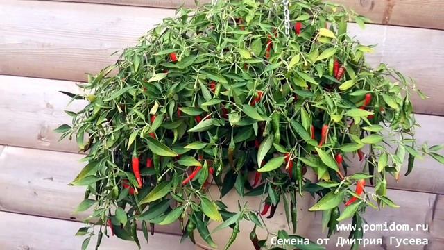 Ампельный Карликовый Горшечный Острый Перчик смотреть онлайн