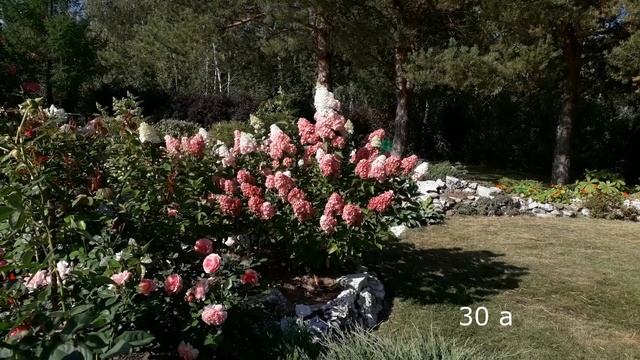 ✿➽Гортензия метельчатая Фрайз Мельба в нашем саду ?? сезон 2021 ?? смотреть онлайн