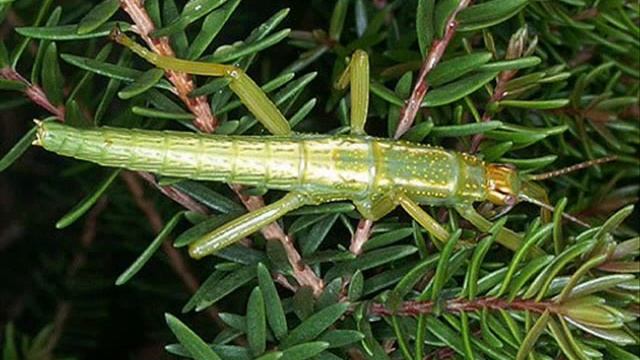 @...rare insects..@(редкие насекомые) смотреть онлайн