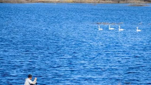 Лебеди в мае