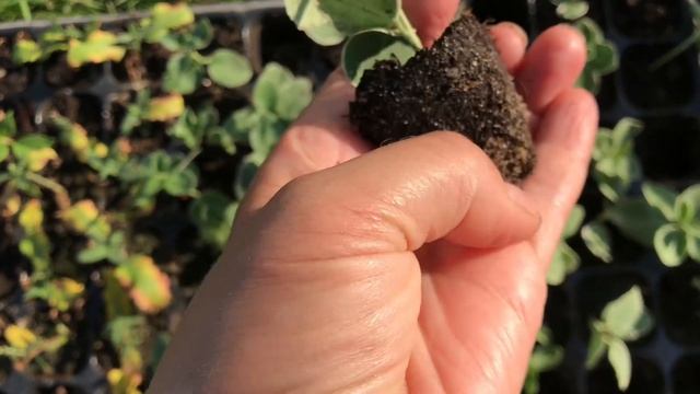 Почти 100% укоренение бересклета Форчуна Эмеральд Гаити методом зелёного черенкования. смотреть онлайн