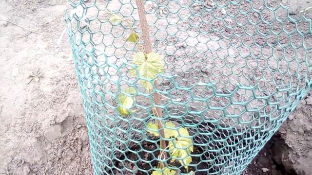 Как спасти саженцы винограда??? смотреть онлайн