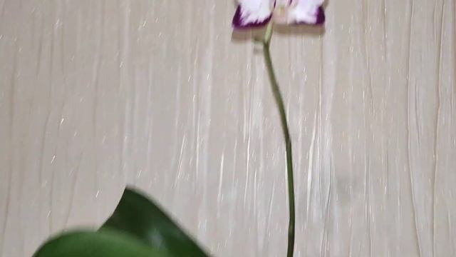 P. Ever Spring Prince. Азиатский фаленопсис смотреть онлайн