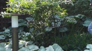 Сад впечатлений! Обзор красивого и необычного сада в Подмосковье