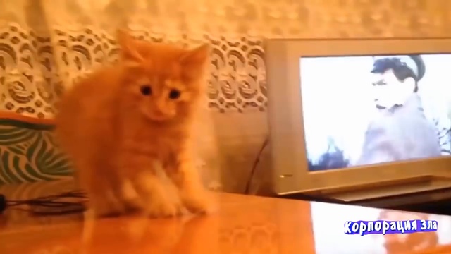 Приколы с котами - ТОПовая подборка! смотреть онлайн
