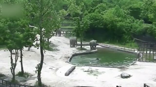 Если бы это не СНЯЛИ НА КАМЕРУ, никто бы не поверил ЖИВОТНЫЕ СПАСАЮТ ДРУГ ДРУГА /часть 5