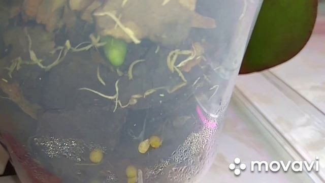 Орхидеи после пересадки.Пересматриваю и меняю полив.Почему? смотреть онлайн