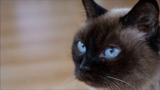 Нявкання кiшки