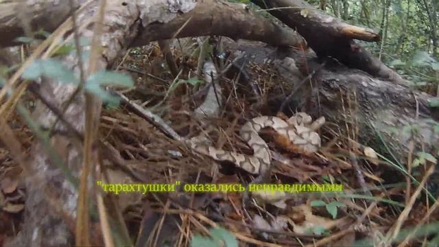 Ядовитая змея кусает камеру . №3 из серии " Грибы и всякая дичь " смотреть онлайн