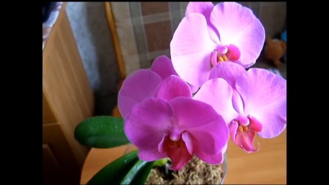 Орхидея Фаленопсис наконец-то расцвела смотреть онлайн