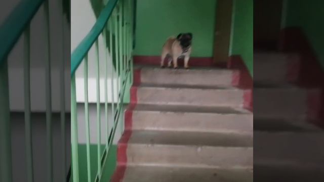 Как мы подводили фиону смотреть онлайн