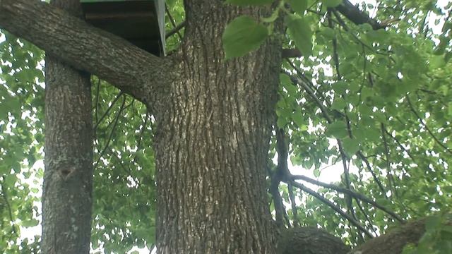 КУДА ЛЕТЯТ БРОДЯЧИЕ РОИ? смотреть онлайн