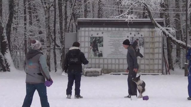 Александра Чеботаева и бордер-колли Терри смотреть онлайн