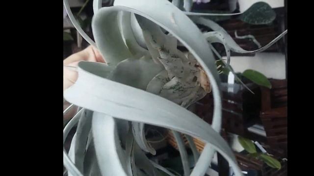 TILLANDSIA XEROGRAPHICA - описание и основы ухода смотреть онлайн