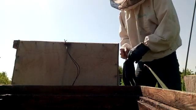 Ветла работает без сбоев. Любят ее пчелы. Четвертый рой этого сезона