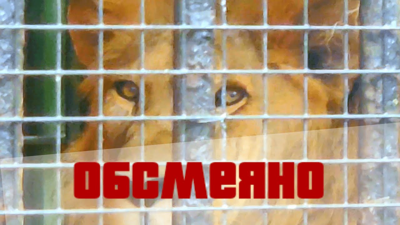 Андрей Алмазов в ЗОВАПАРКЕ ЗАДИРАЕТСЯ к животным