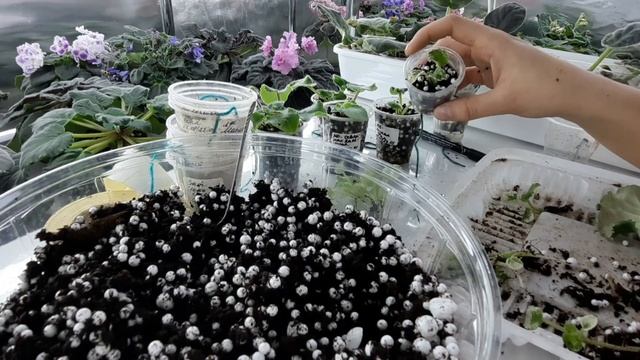 МЕЛКИЕ ДЕТКИ ПРИ ЛИСТЕ ФИАЛКИ. Как доростить мелких деток? Как выращивать детки фиалки без корней? смотреть онлайн