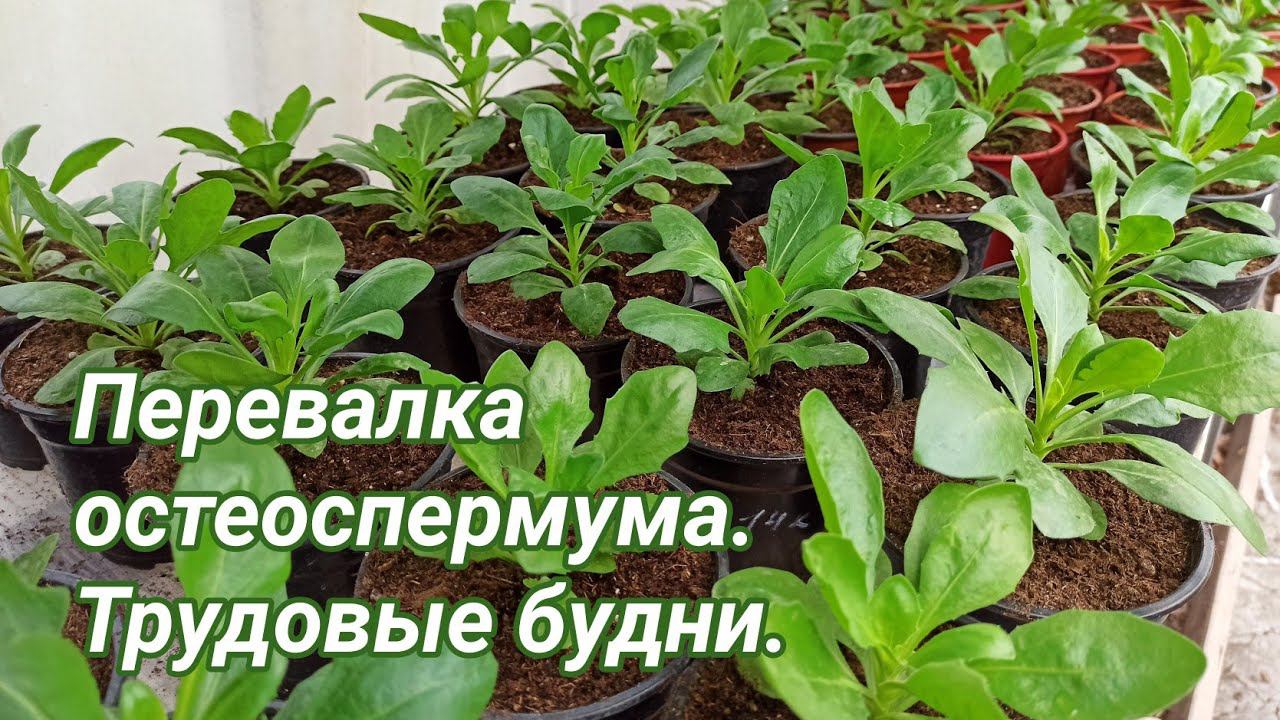 Перевалка остеоспермума. Обзор всходов и стройки. смотреть онлайн