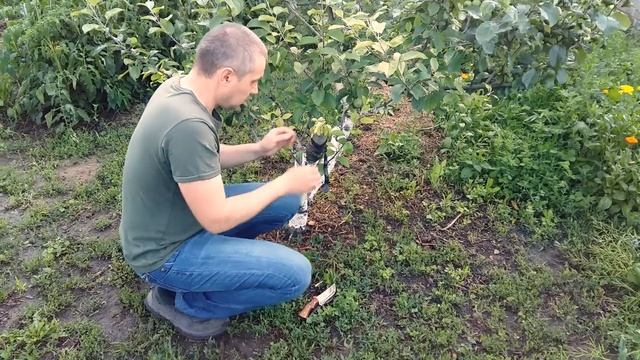 сломалась прививка груши и я делаю летнюю прививку смотреть онлайн