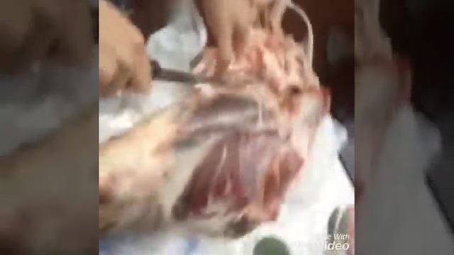 Делаем суп(Слабонервным не смотреть)