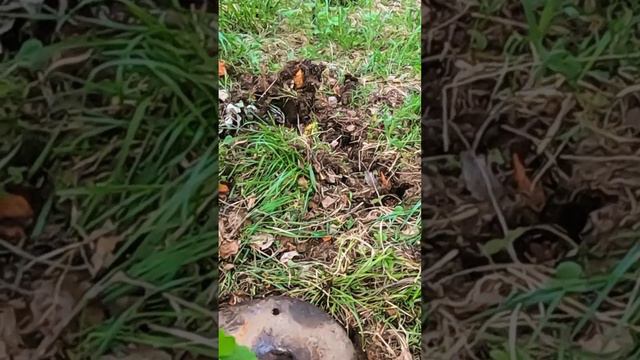 Откопал на свалке #металлоискатель смотреть онлайн