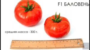 Томат F1 Баловень. Профессиональные семена Гавриш