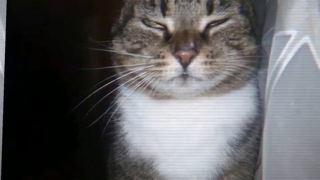 Новое кошачье ИНТРО, 😘😘😘😘(читайте описание) смотреть онлайн