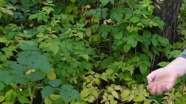 ЛЕСНАЯ МАЛИНА 2020 смотреть онлайн