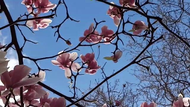 Ялта! в краю магнолий холодрыга... смотреть онлайн