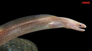 Аквариумные рыбки похожие на змей ТОП 10