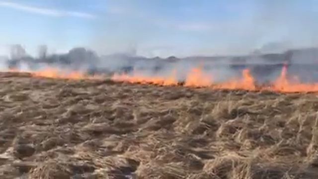 Пал сухой травы в поселке Подсолнухи смотреть онлайн