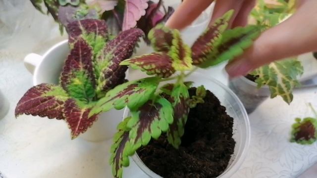 Колиусы. Как развести, размножить колиусы. Красивое, неприхотливое растение. смотреть онлайн